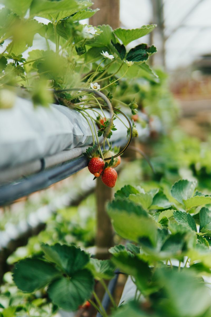 Aquaponics