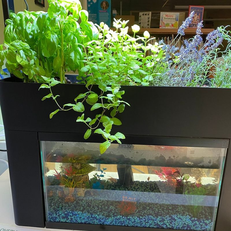 Aquaponics Fish Tank