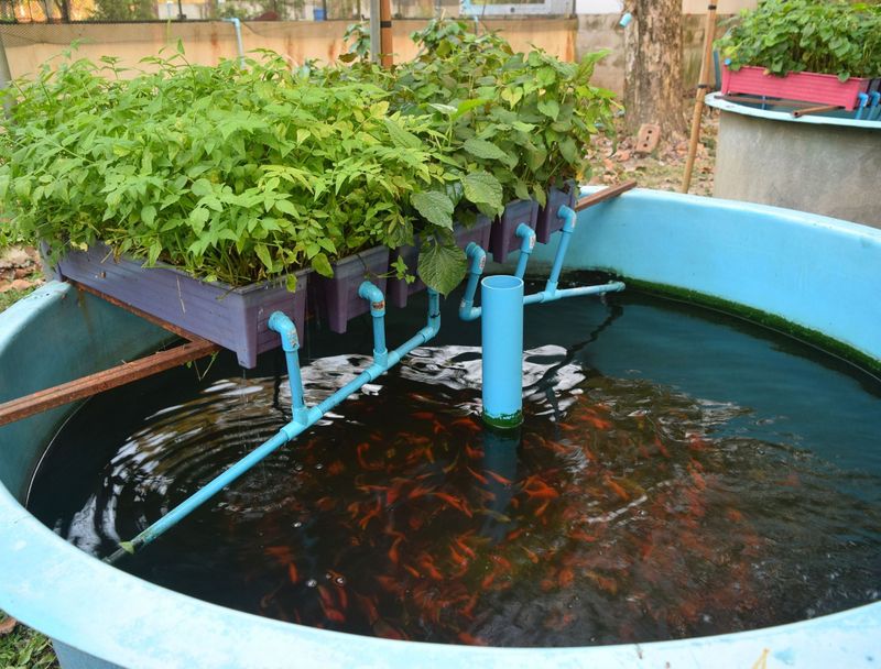 Aquaponics System