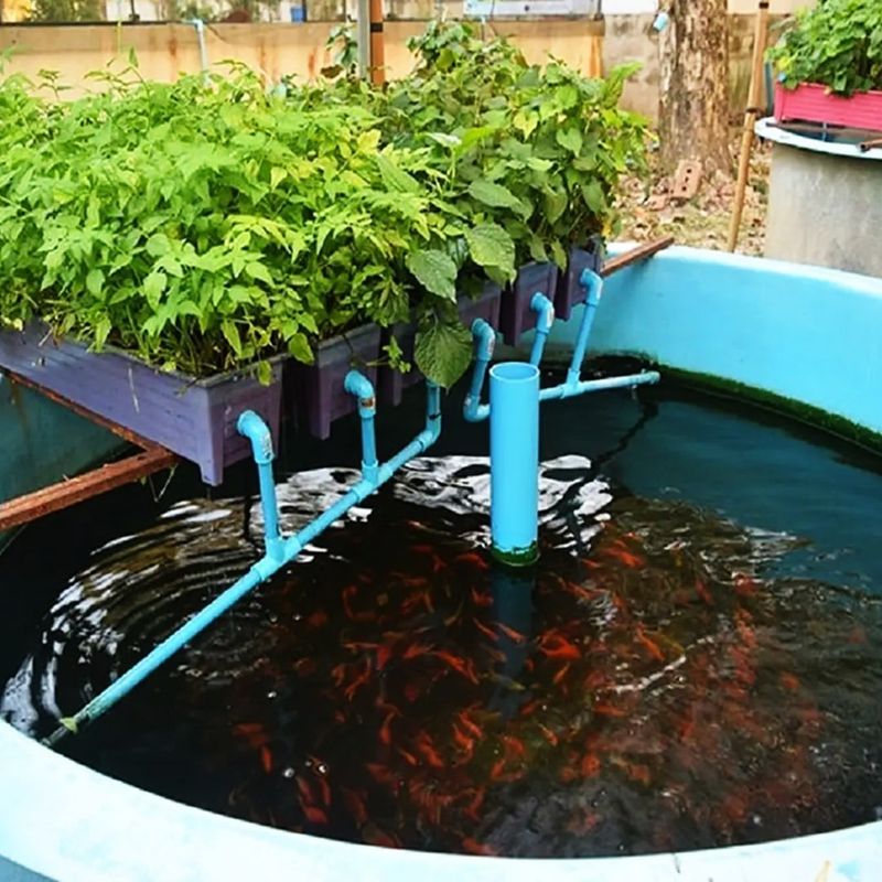 Aquaponics