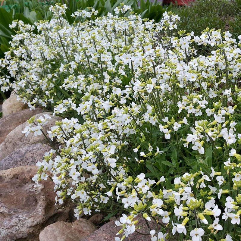 Arabis