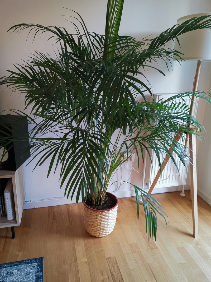 Areca Palm