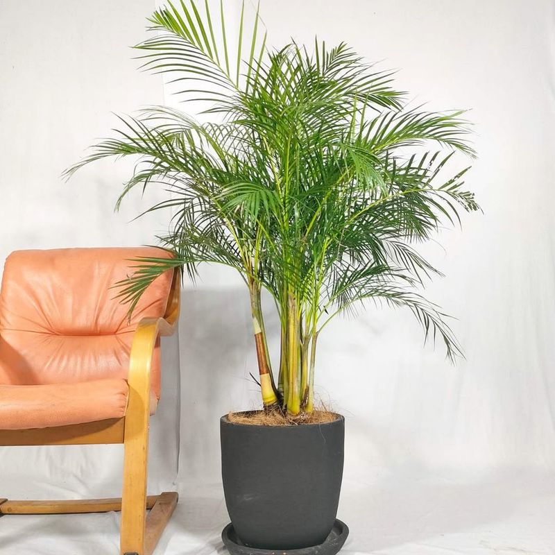 Areca Palm