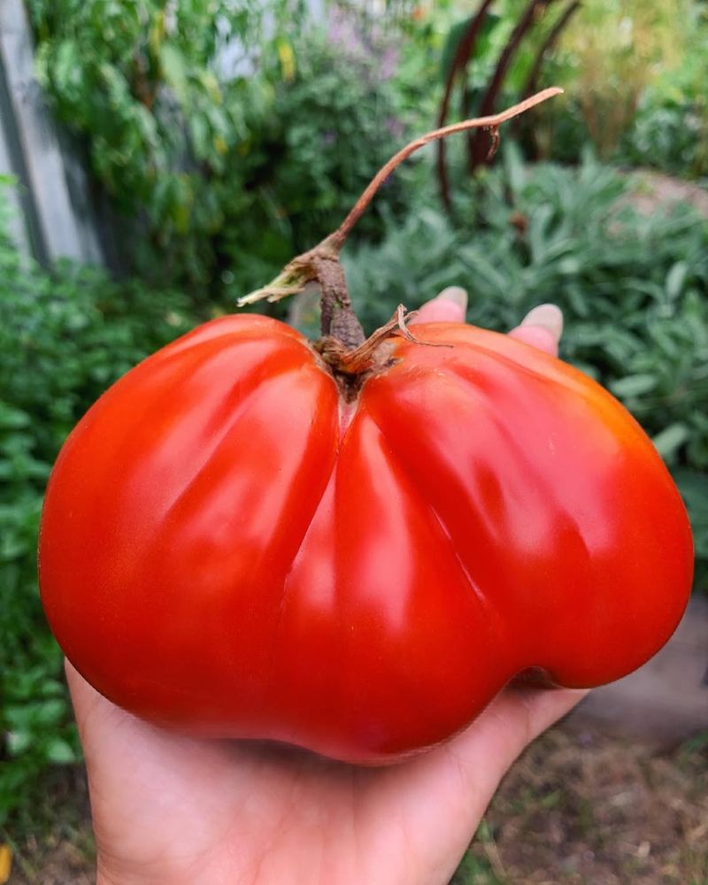 Arizona's Massive Tomato