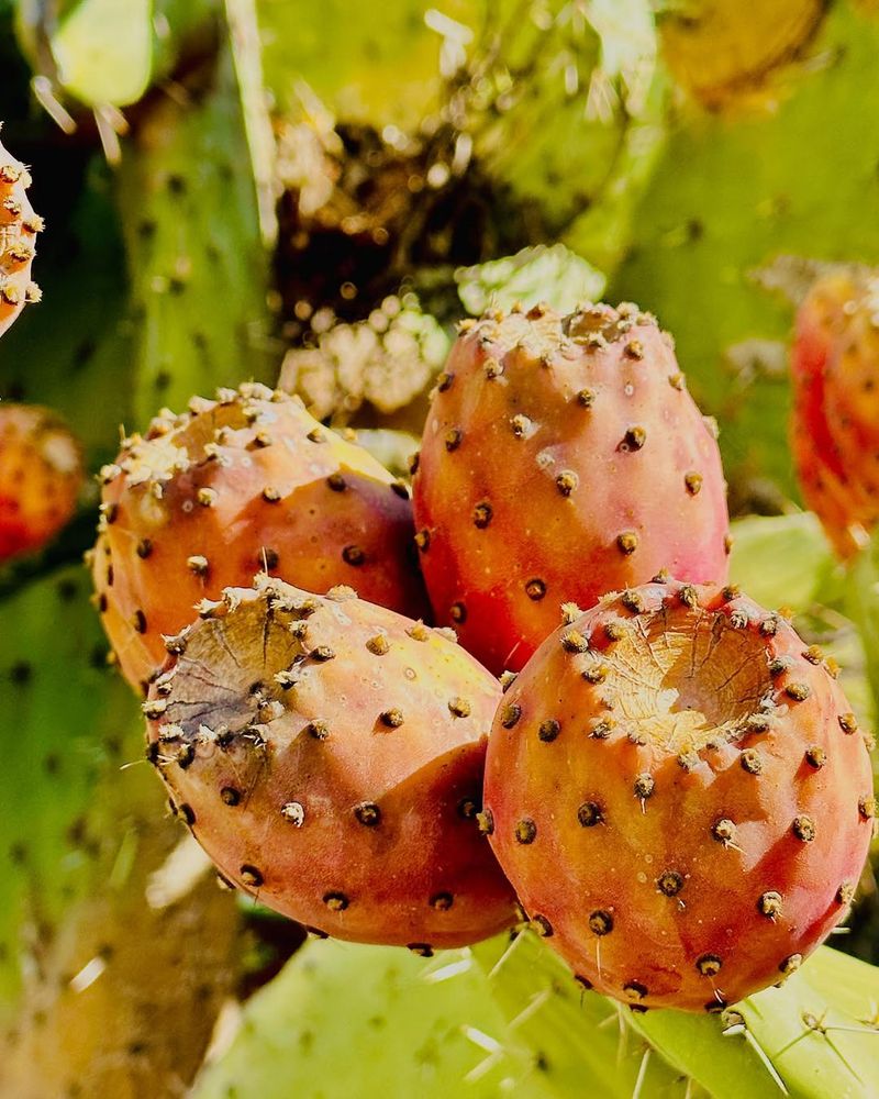 Arizona - Enormous Prickly Pear