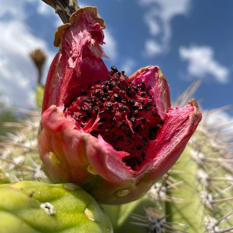 Arizona: Saguaro Cactus Fruit