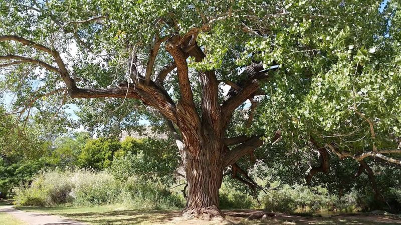 Arizona's Arboreal Wonder