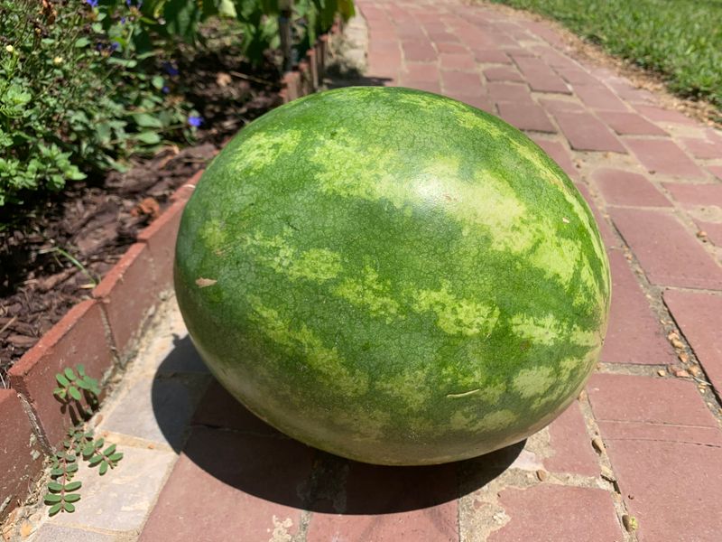 Arkansas's Huge Watermelon