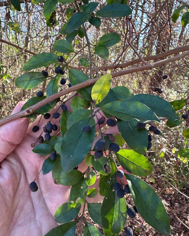 Arkansas: Chinese Privet