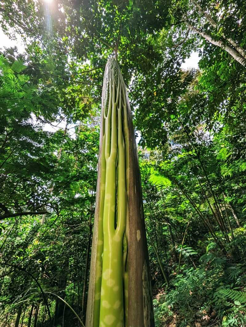 Arkansas' Natural Titan