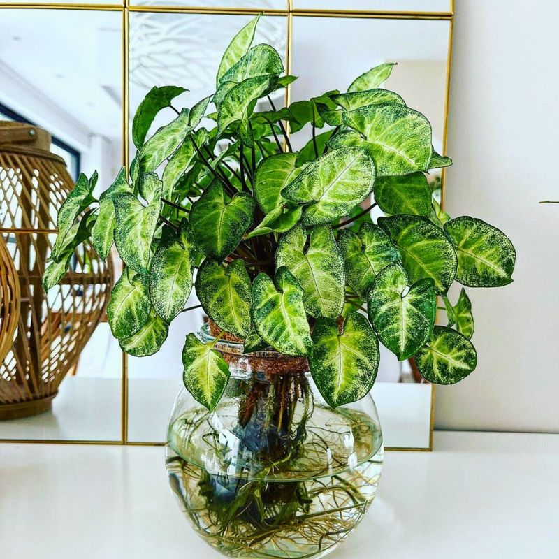 Arrowhead Plant