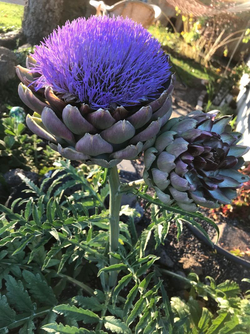 Artichoke