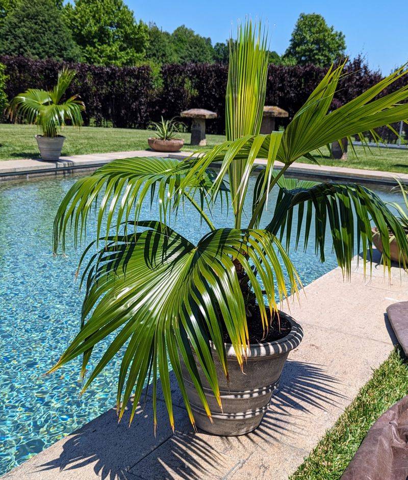 Container Palm Trees