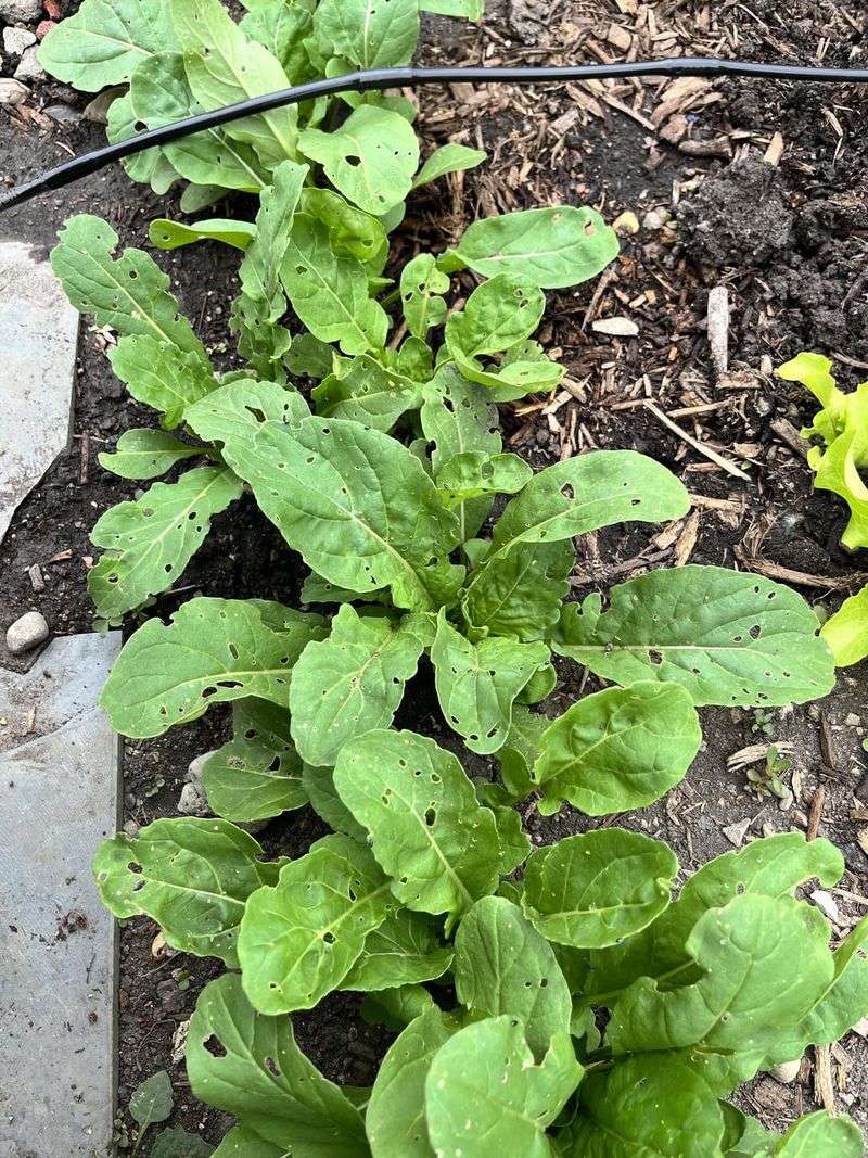 Arugula