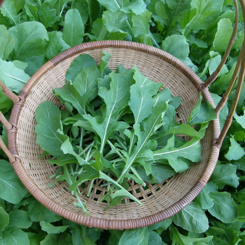 Arugula