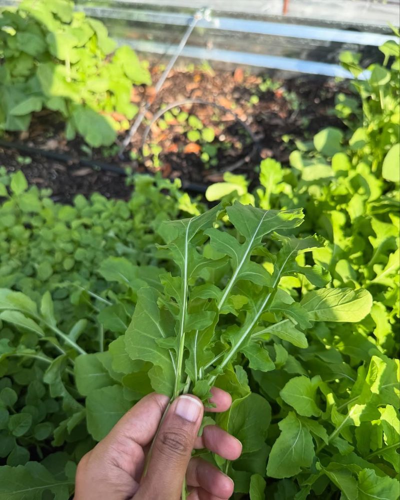 Arugula