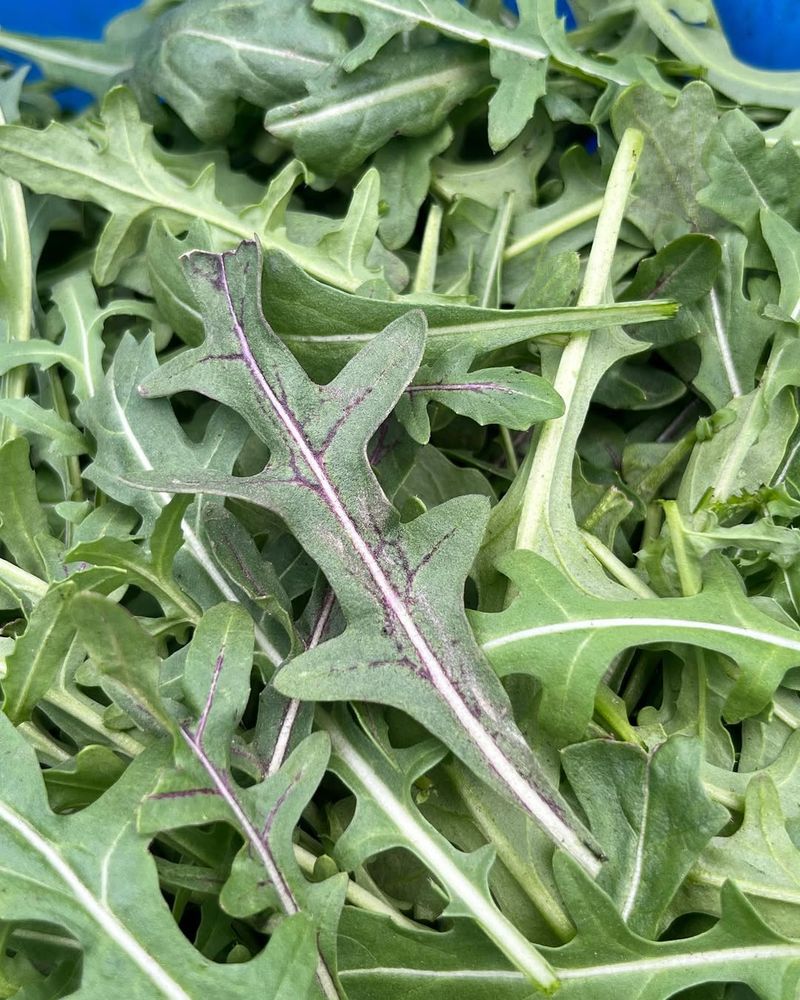 Arugula