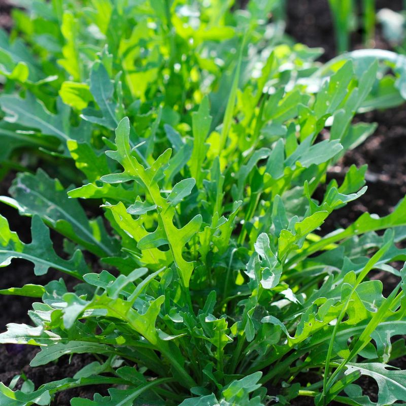 Arugula