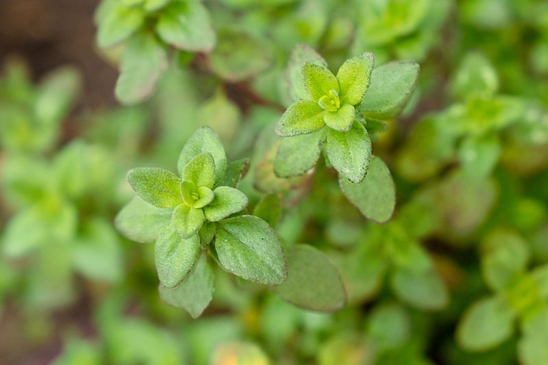 Lemon Thyme