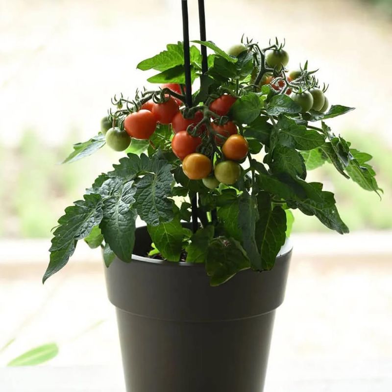 Cherry Tomatoes