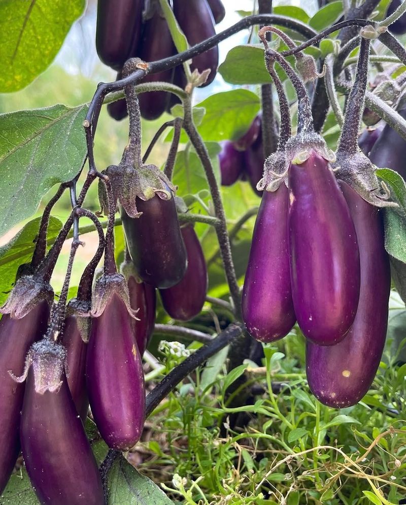 Eggplants