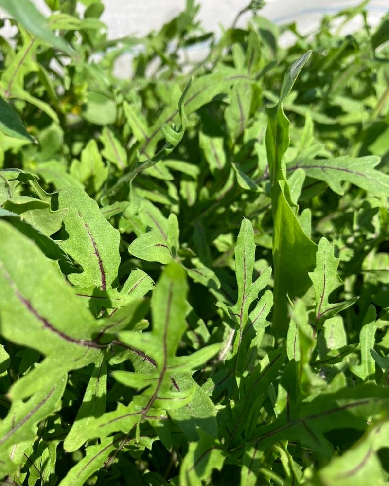 Arugula