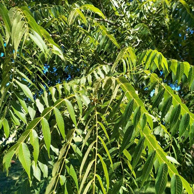 Black Walnut Tree