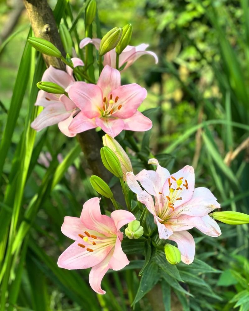 Asiatic Lily