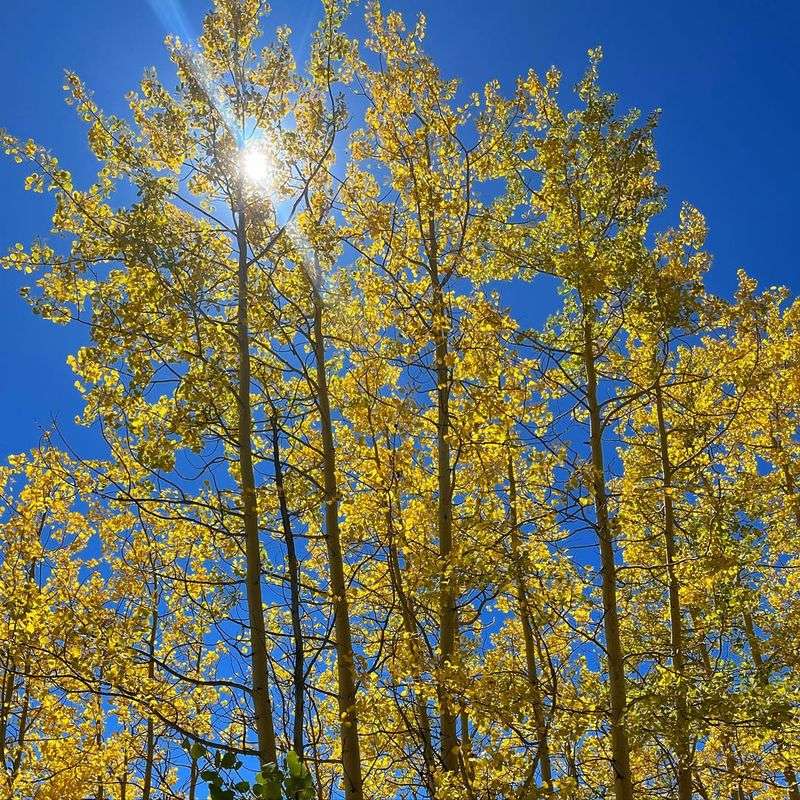 Aspen Tree