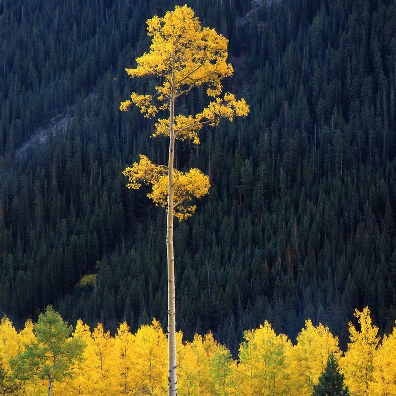 Aspen Tree