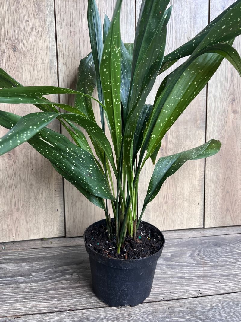 Aspidistra