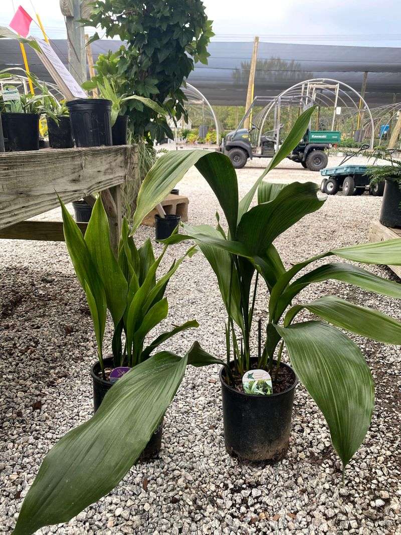 Aspidistra