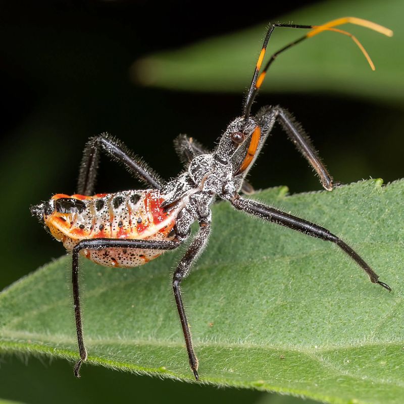 Assassin Bug