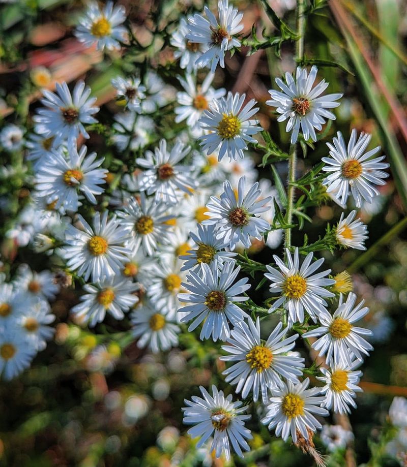 Aster