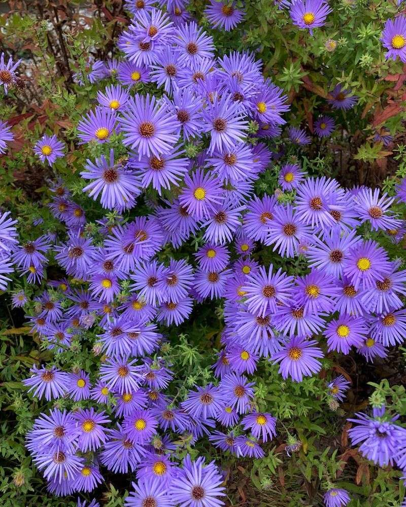 Aster