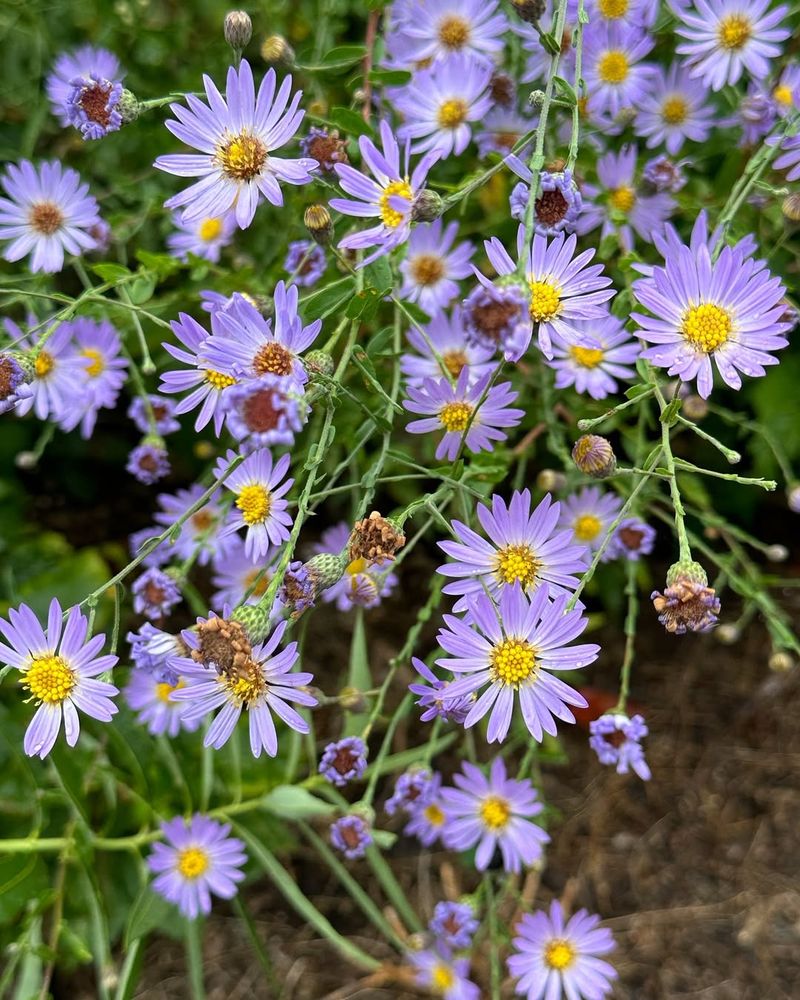 Aster