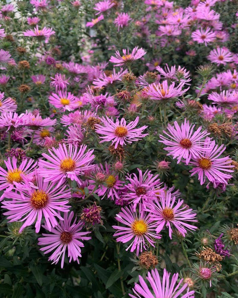 Aster