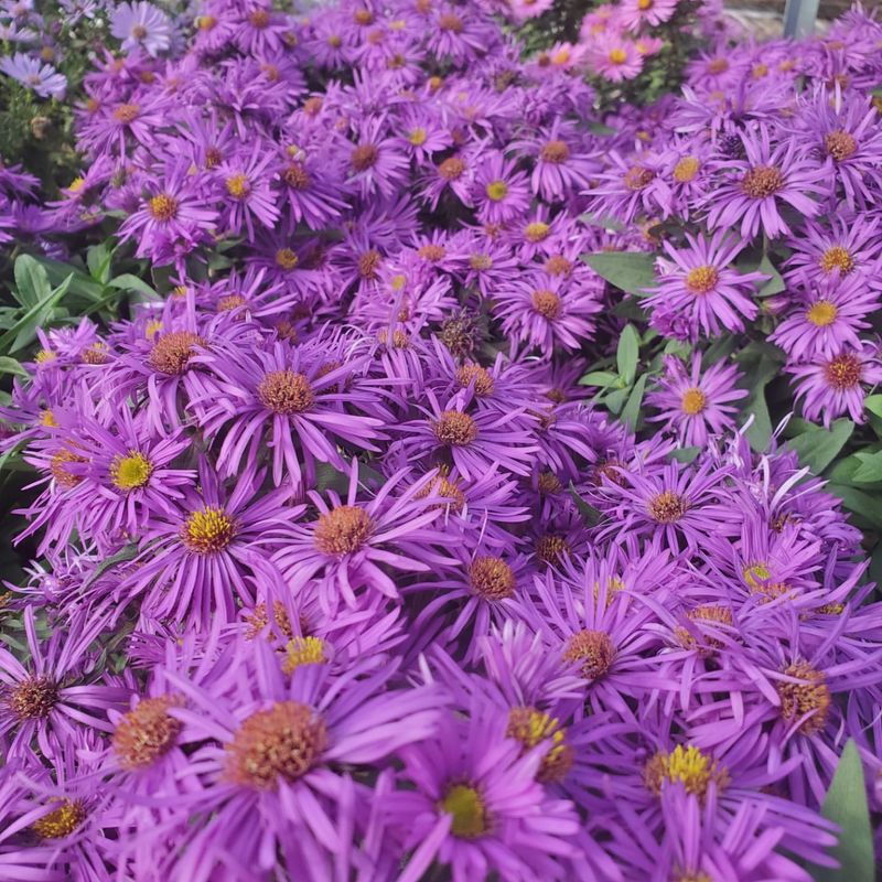 Aster (Aster amellus)