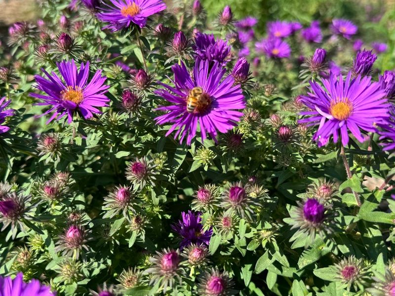 Aster (Symphyotrichum novae-angliae)