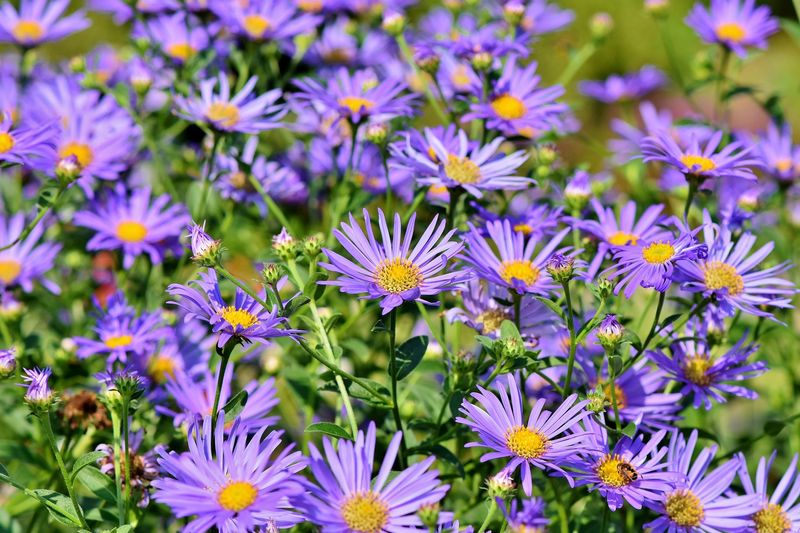 Asters