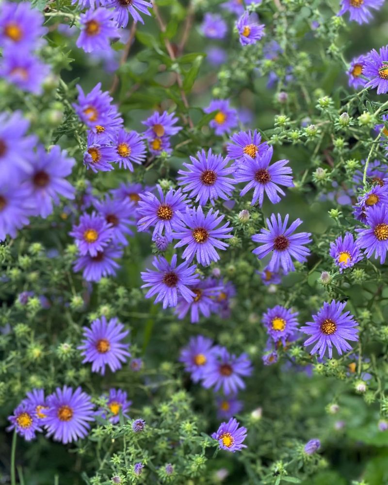 Asters