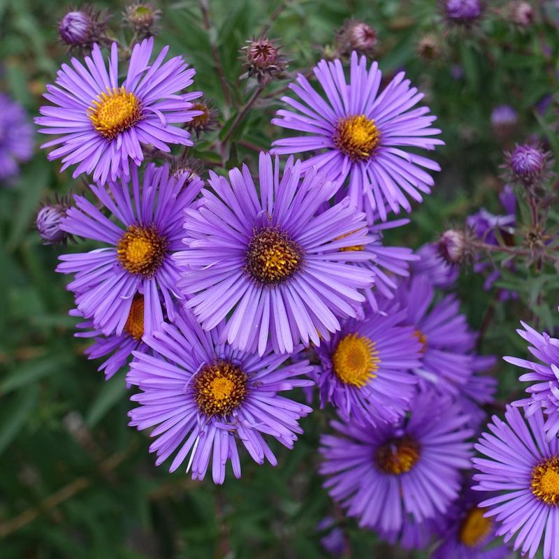 Asters