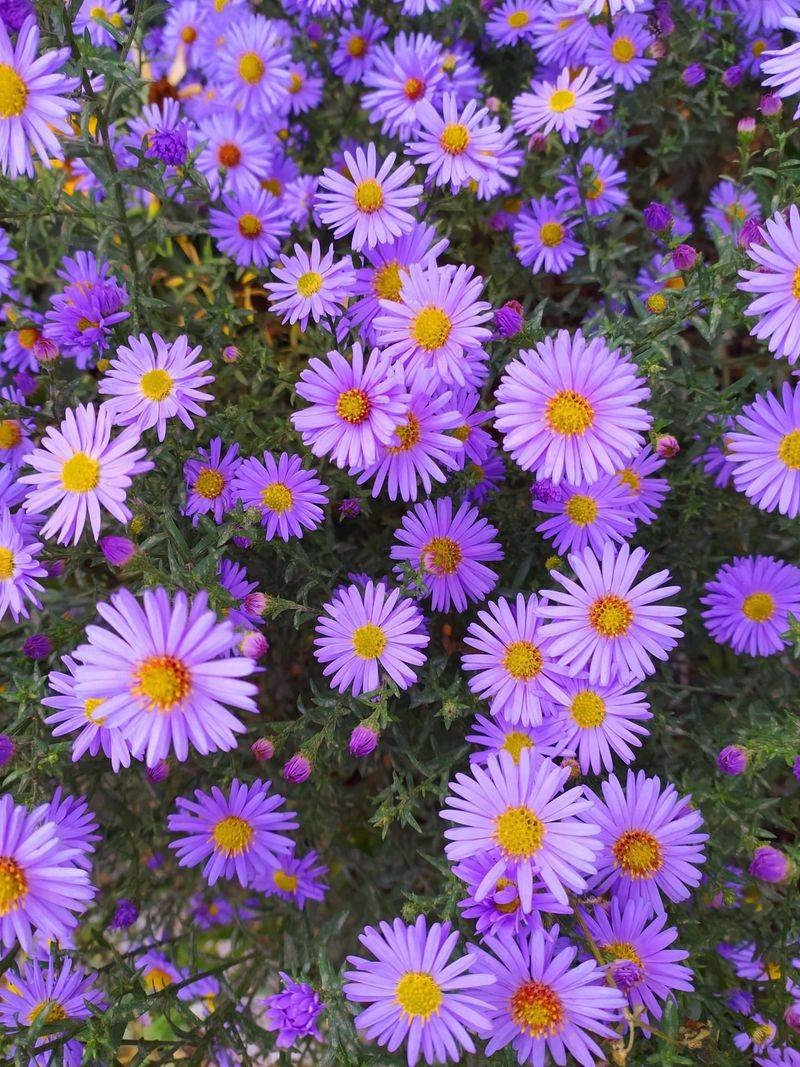 Asters