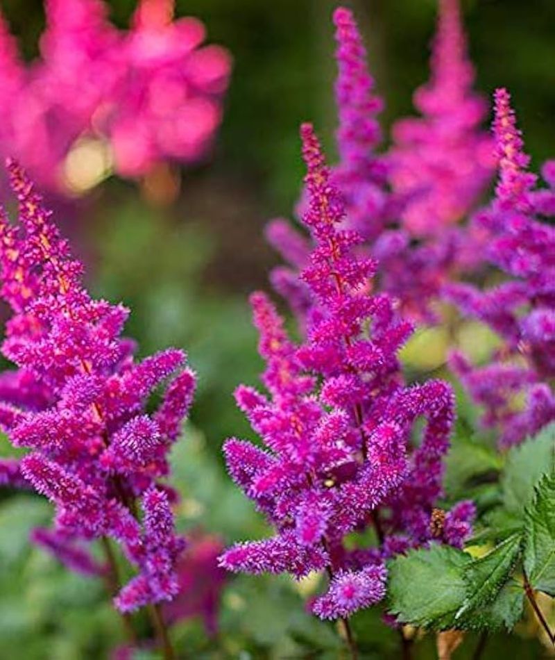 Astilbe