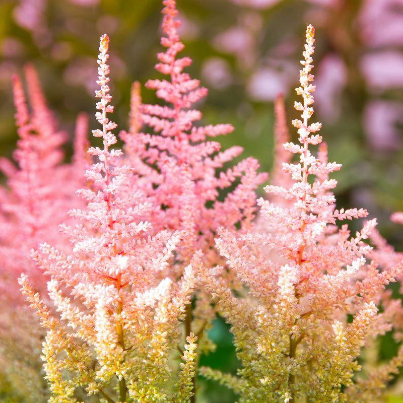 Astilbe