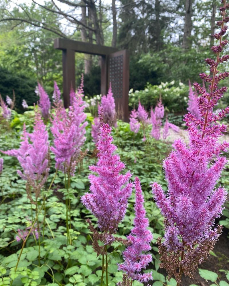 Astilbe (Astilbe chinensis)