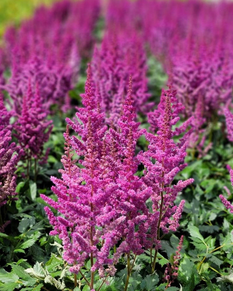 Astilbe (Astilbe chinensis)