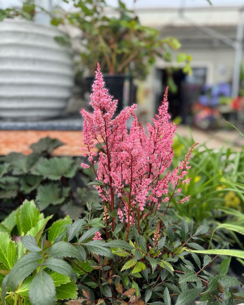 Astounding Astilbe