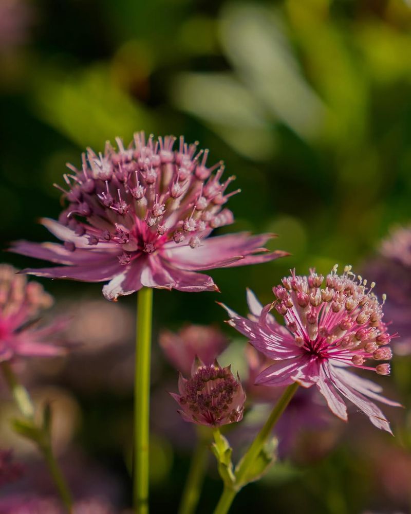 Astrantia