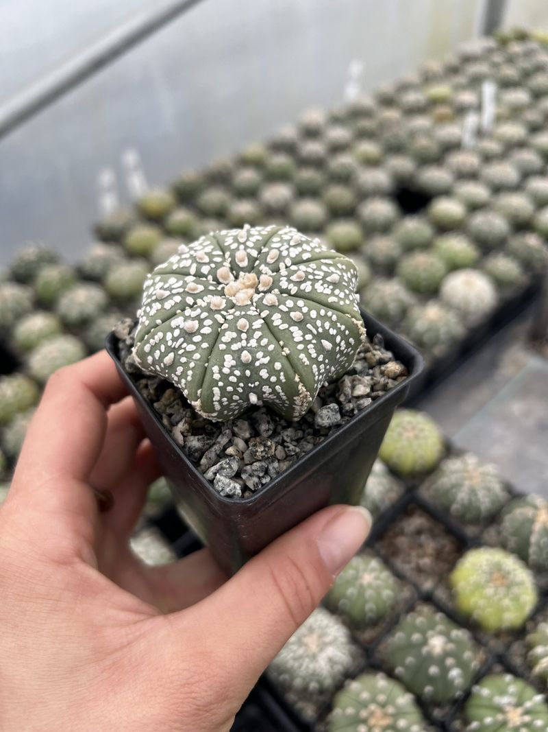 Astrophytum Asterias